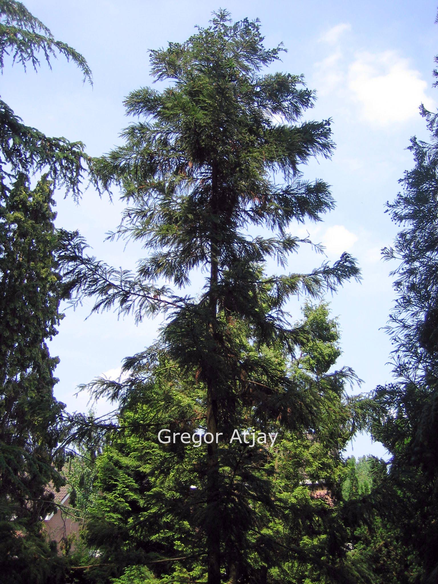 Cryptomeria japonica 'Aritaki'