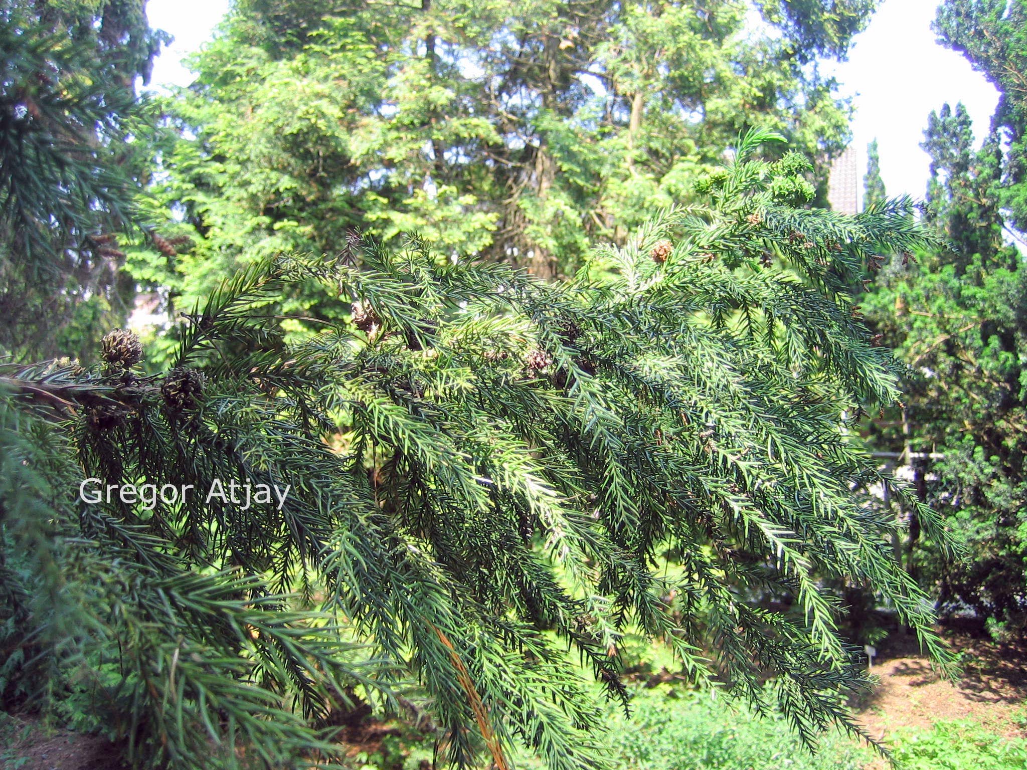 Cryptomeria japonica 'Aritaki'