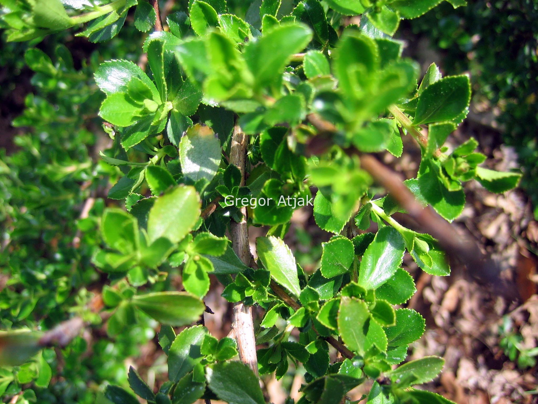 Escallonia 'Edinensis'