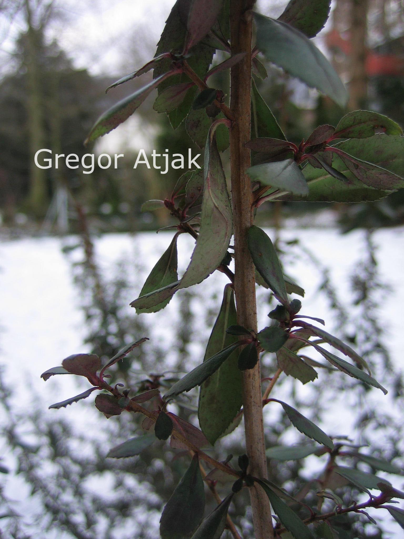 Escallonia 'Red Elf'