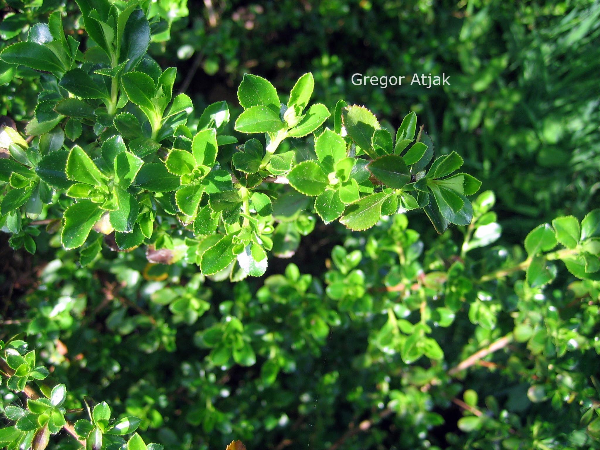 Escallonia 'Red Elf'