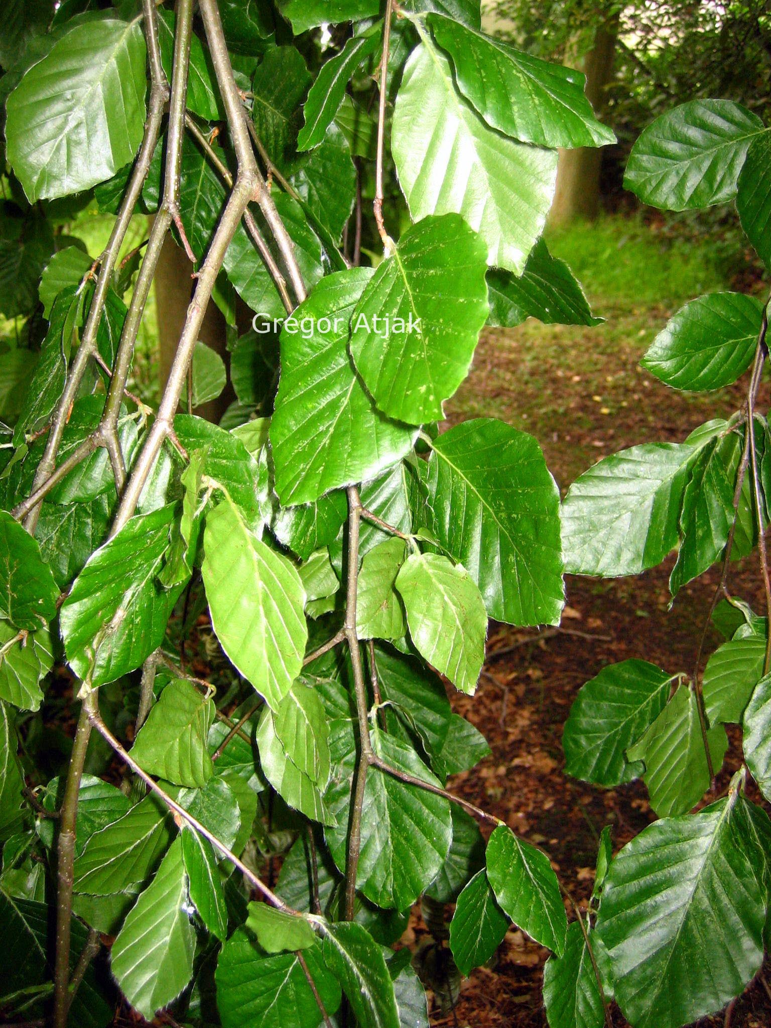 Fagus sylvatica 'Bornyensis'