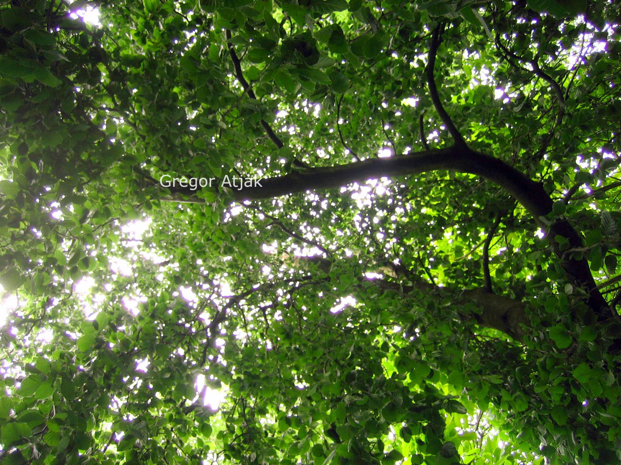 Fagus sylvatica 'Bornyensis'