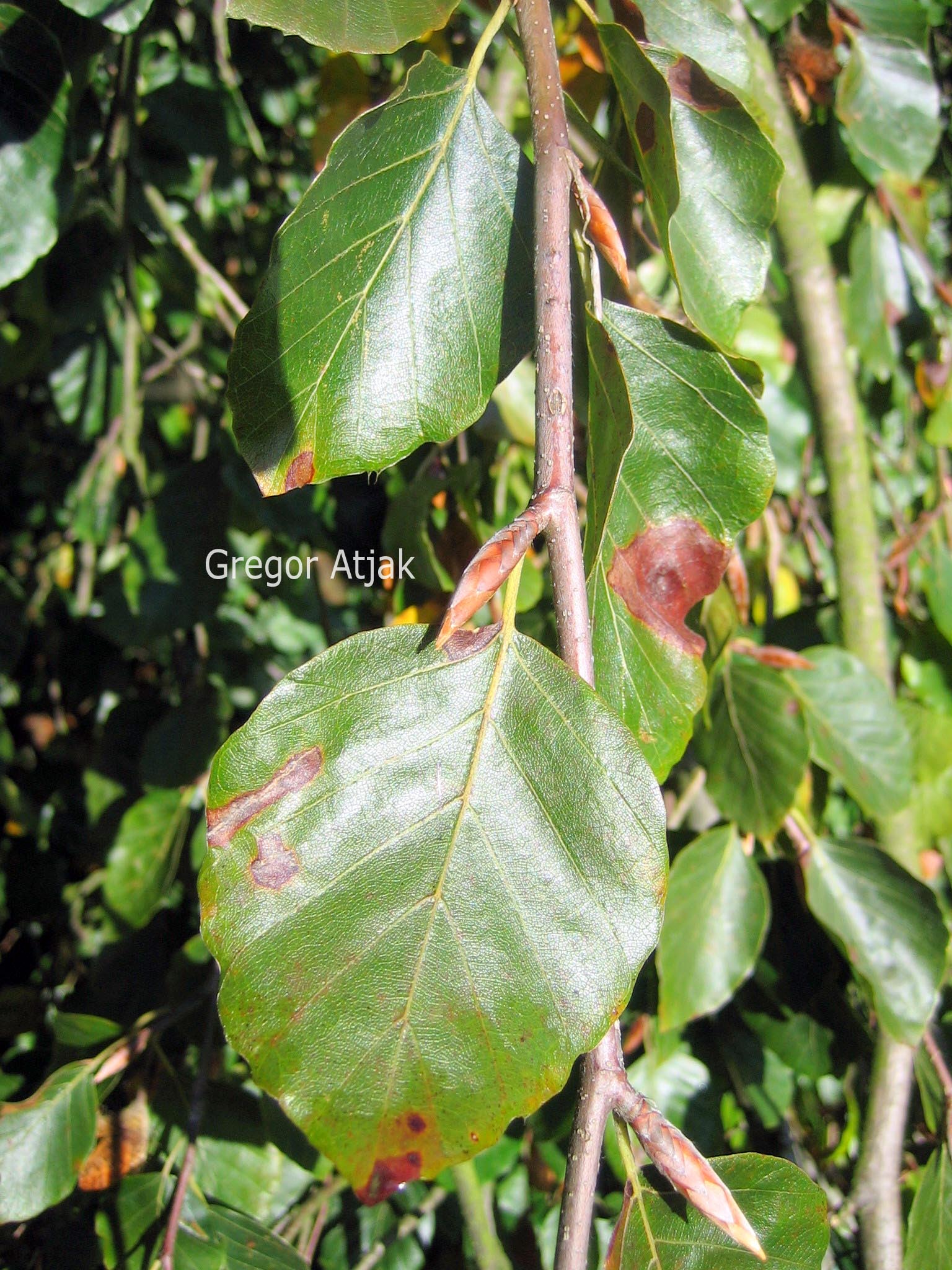 Fagus sylvatica 'Bornyensis'