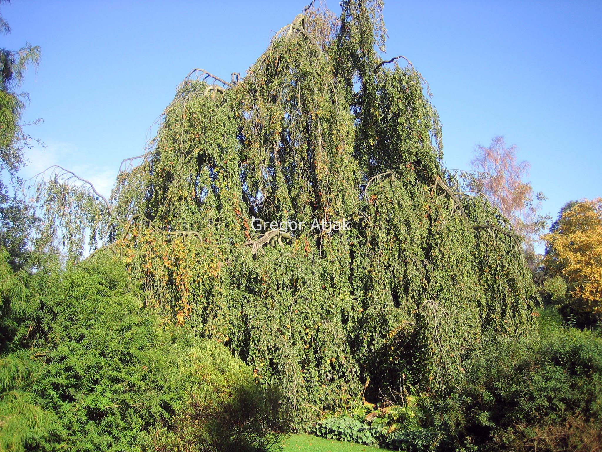 Fagus sylvatica 'Bornyensis'