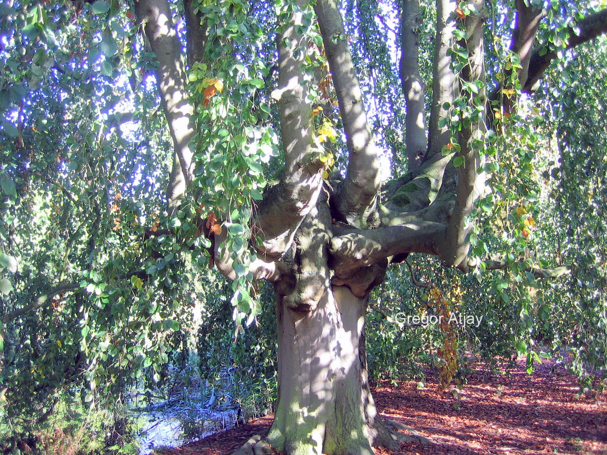 Fagus sylvatica 'Bornyensis'