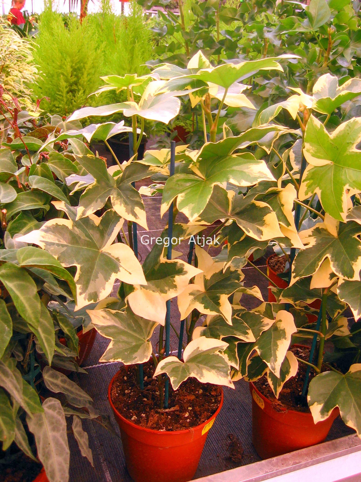 Fatshedera lizei 'Variegata'