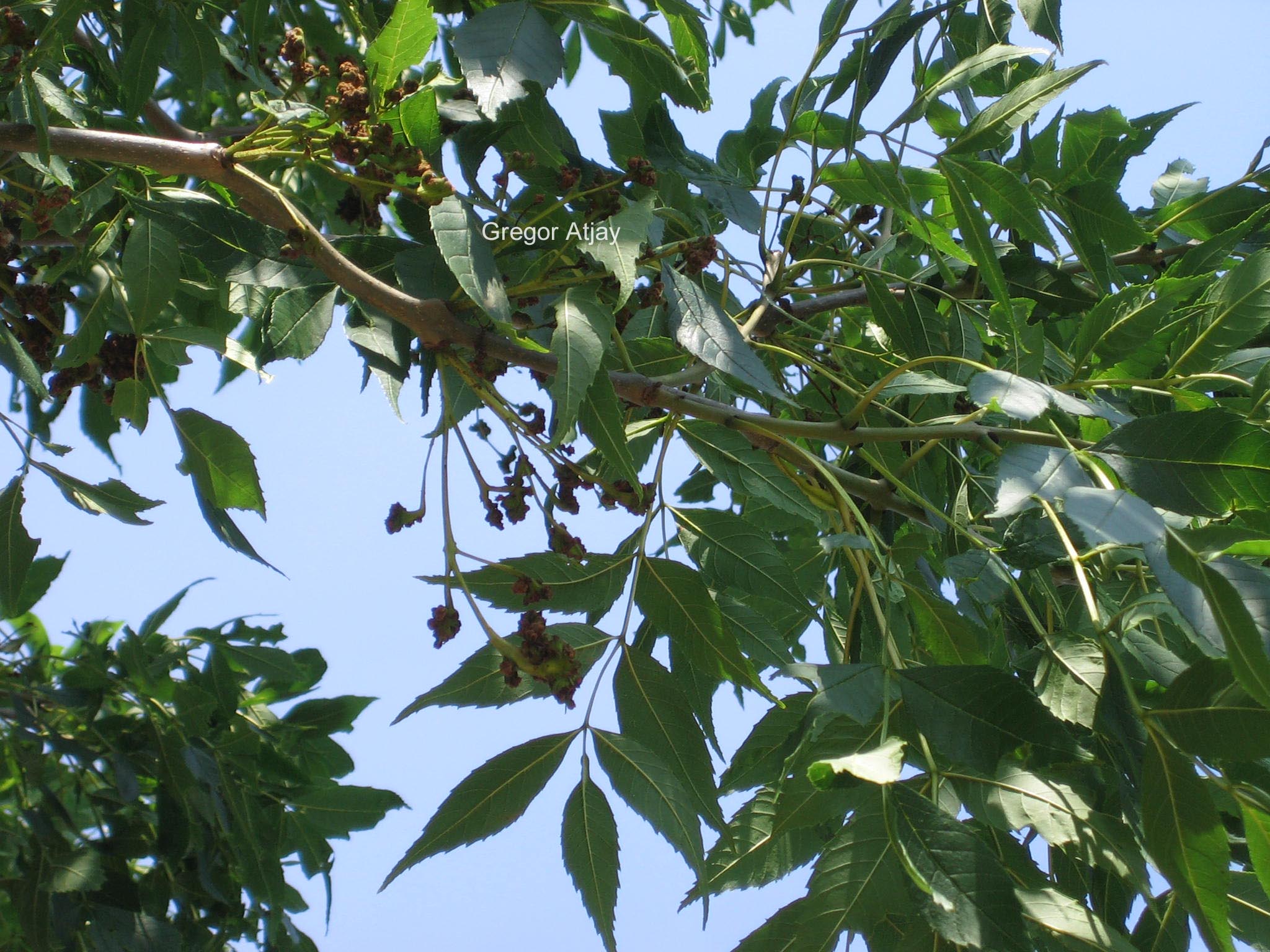 Fraxinus excelsior 'Altena'