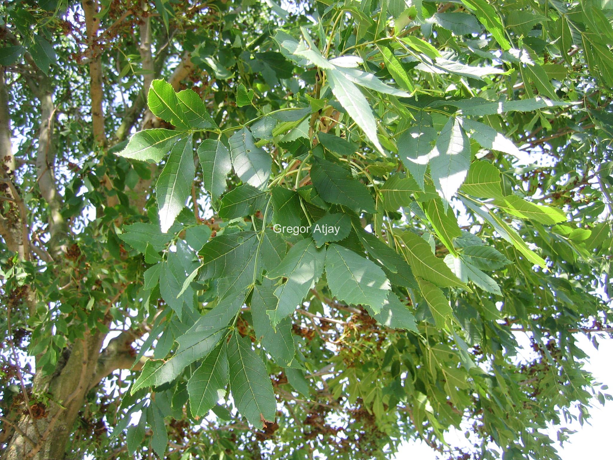 Fraxinus excelsior 'Altena'