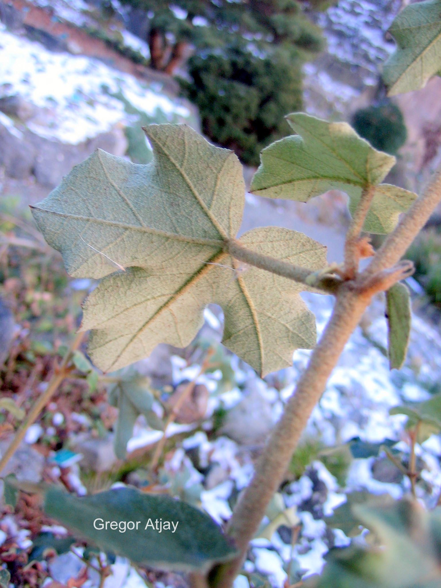 Fremontodendron californicum