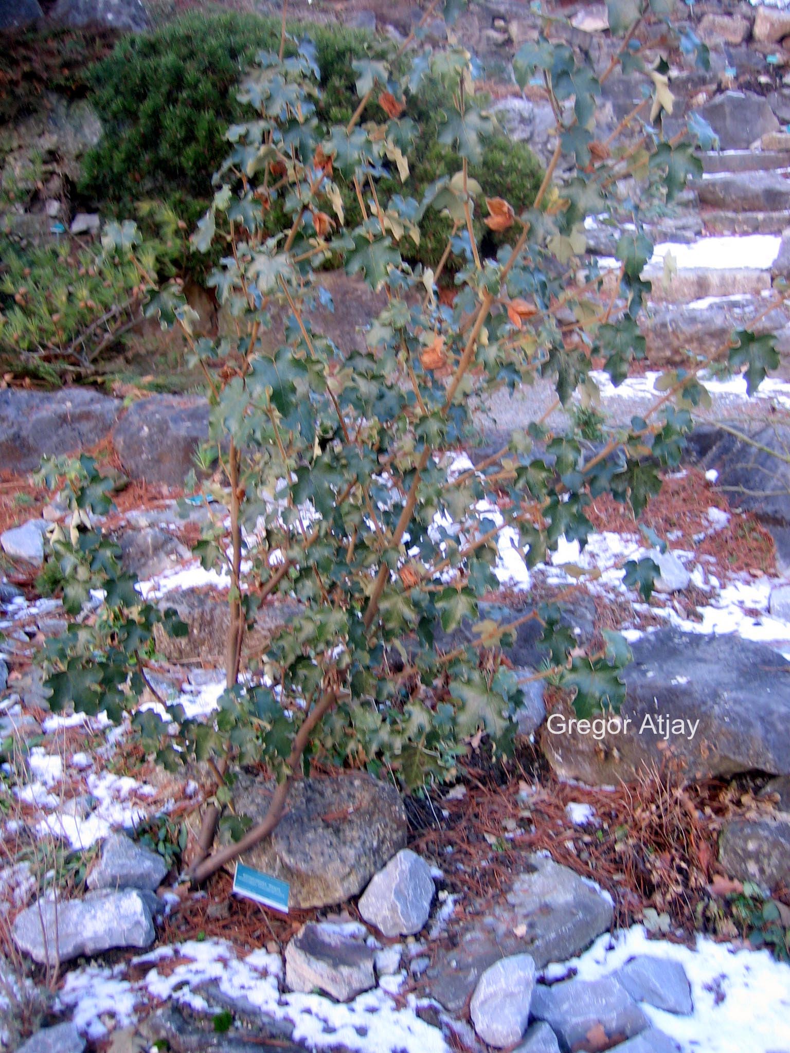 Fremontodendron californicum