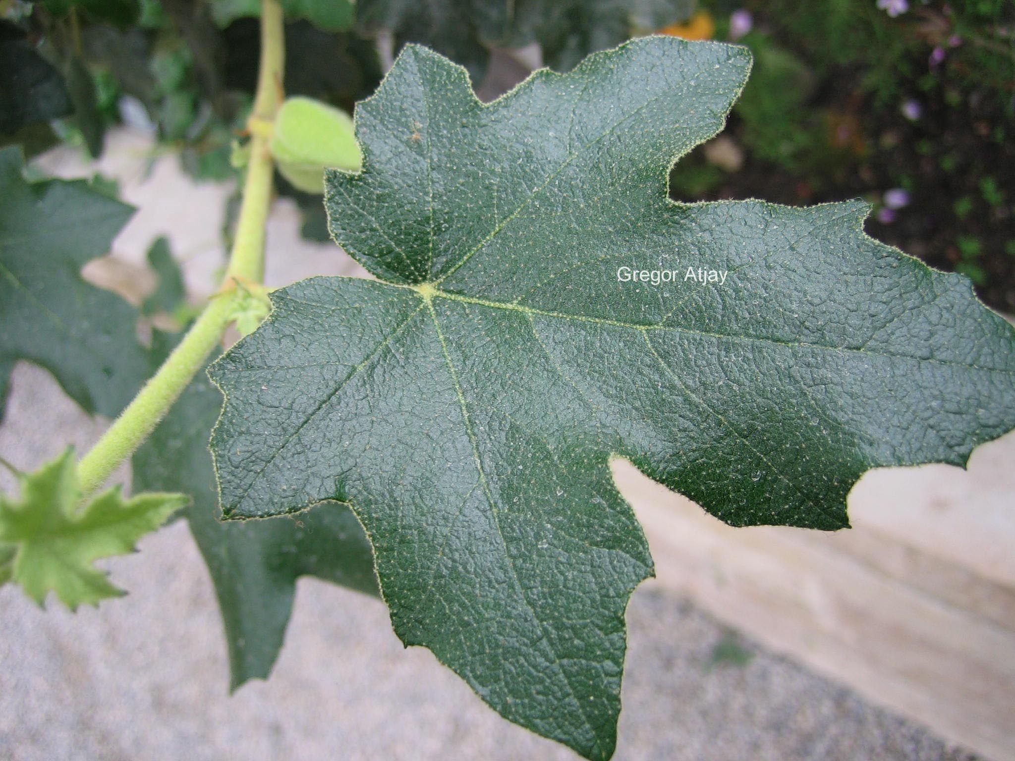 Fremontodendron californicum