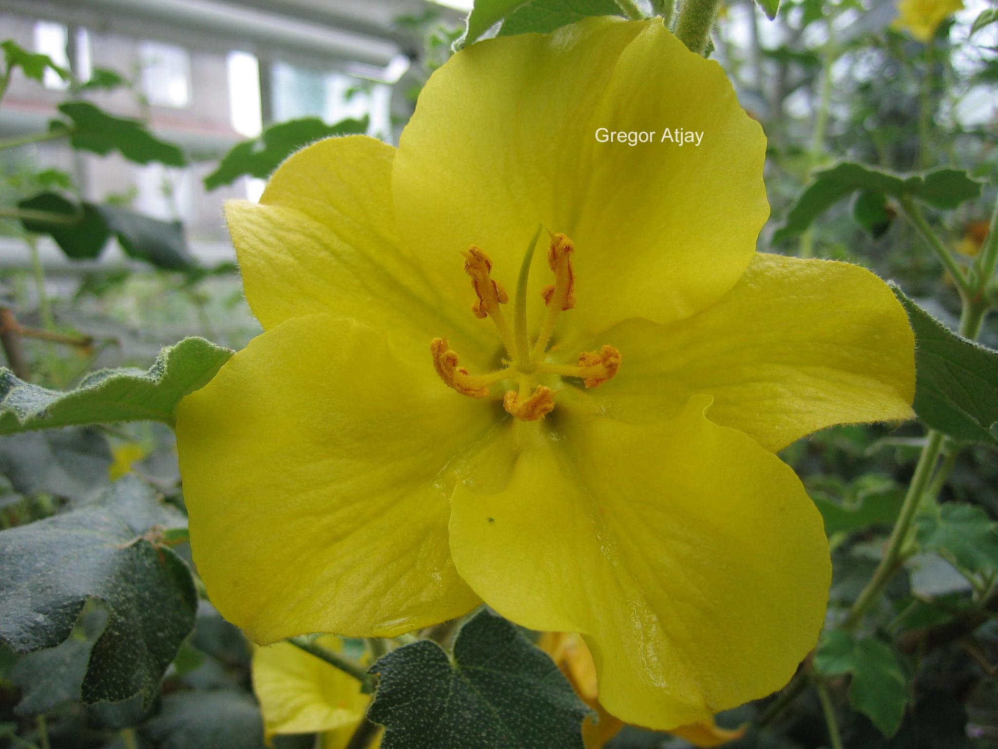 Fremontodendron californicum