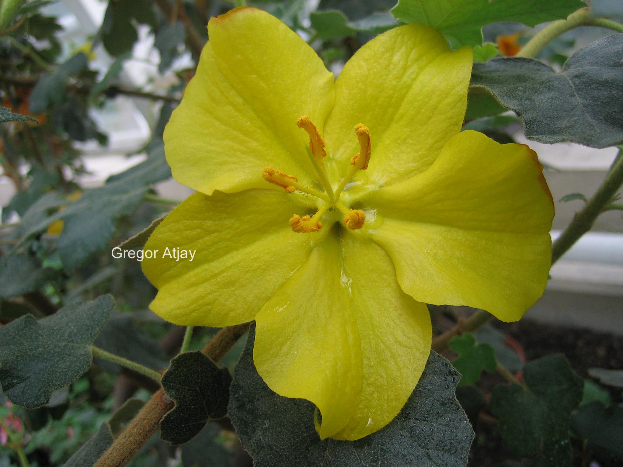 Fremontodendron californicum