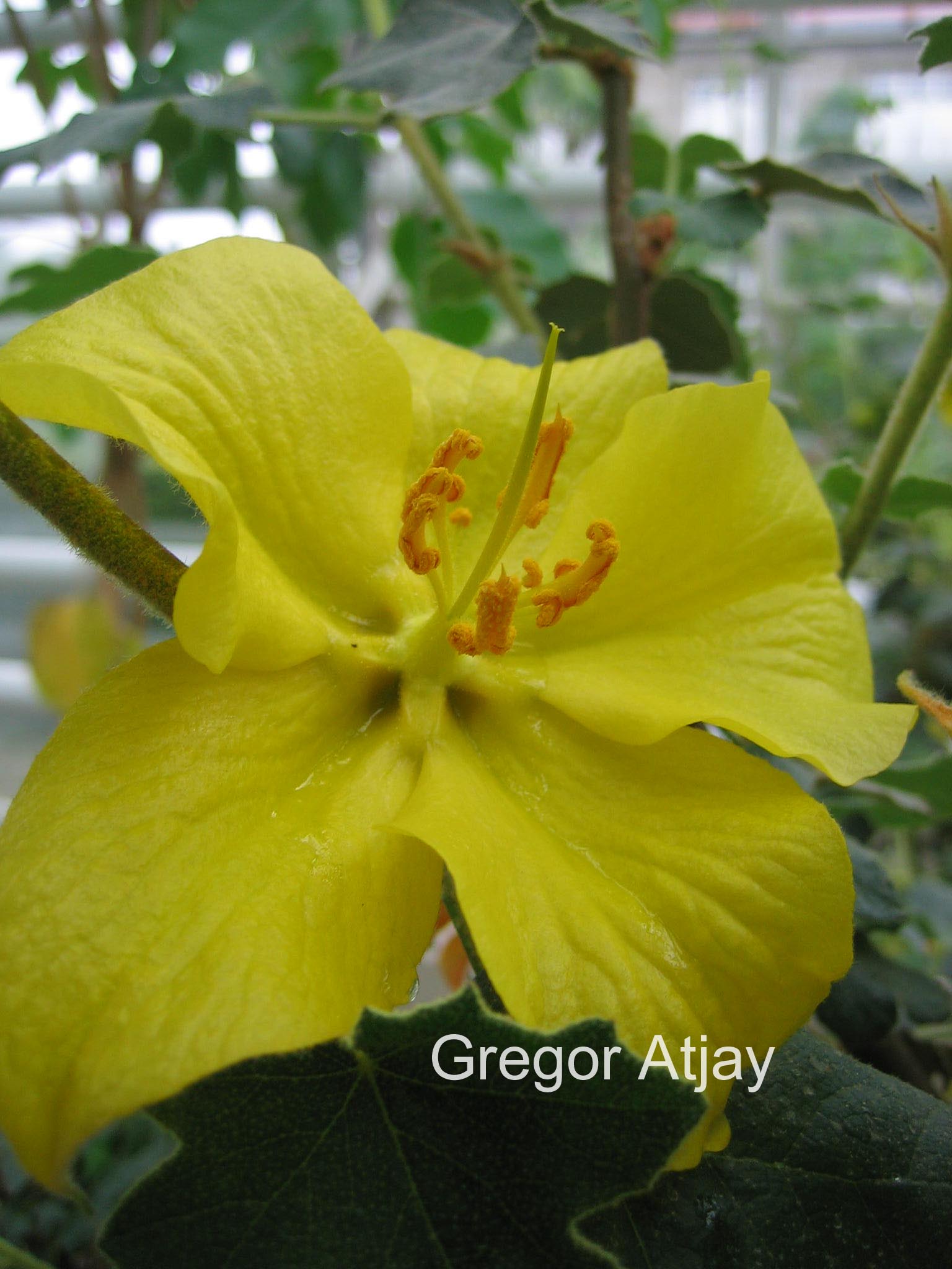 Fremontodendron californicum