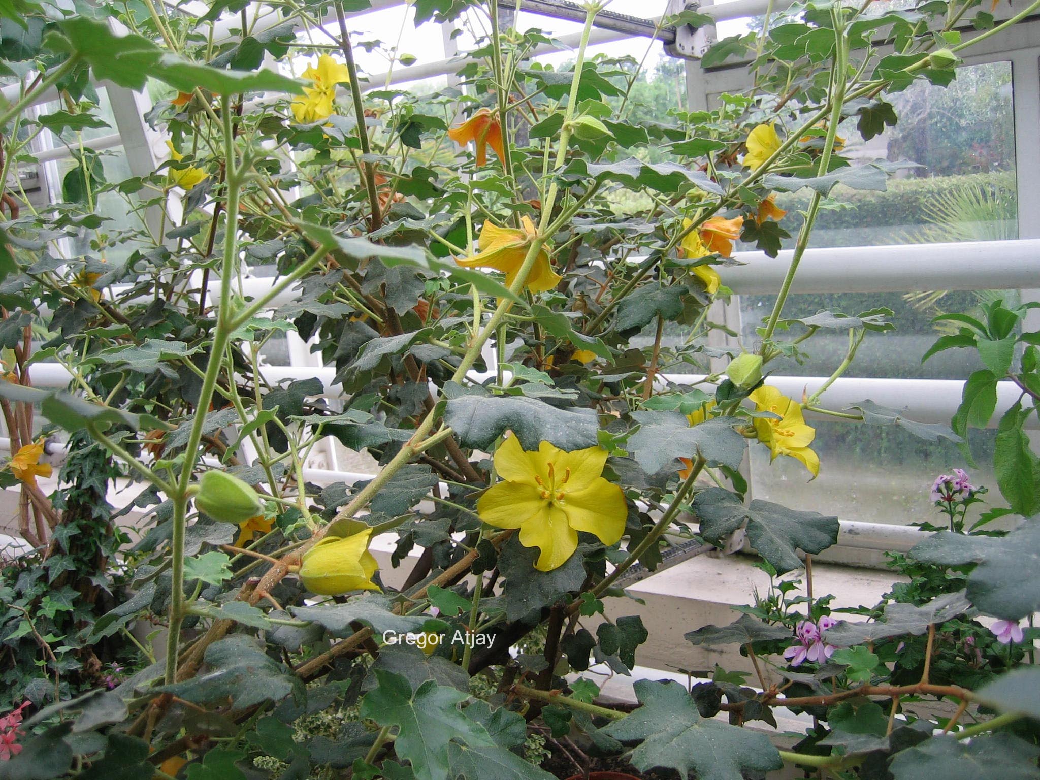 Fremontodendron californicum