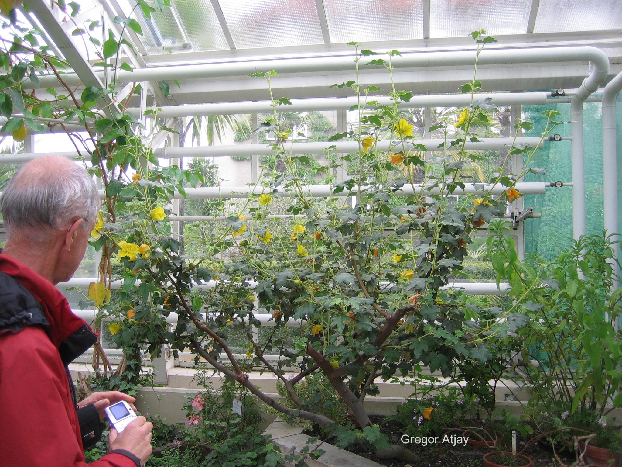 Fremontodendron californicum