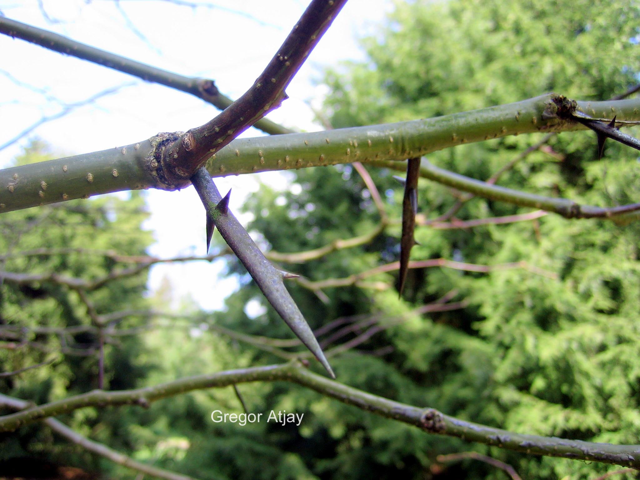 Gleditsia caspica