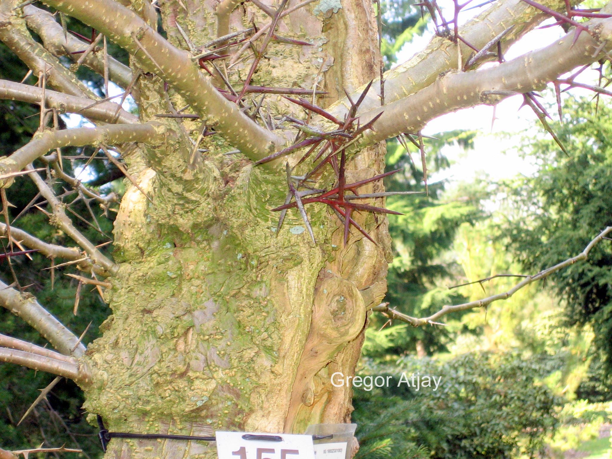 Gleditsia caspica