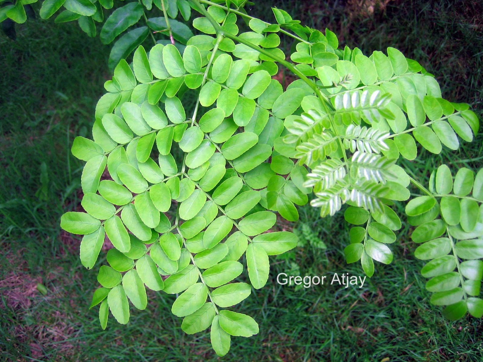 Gleditsia caspica