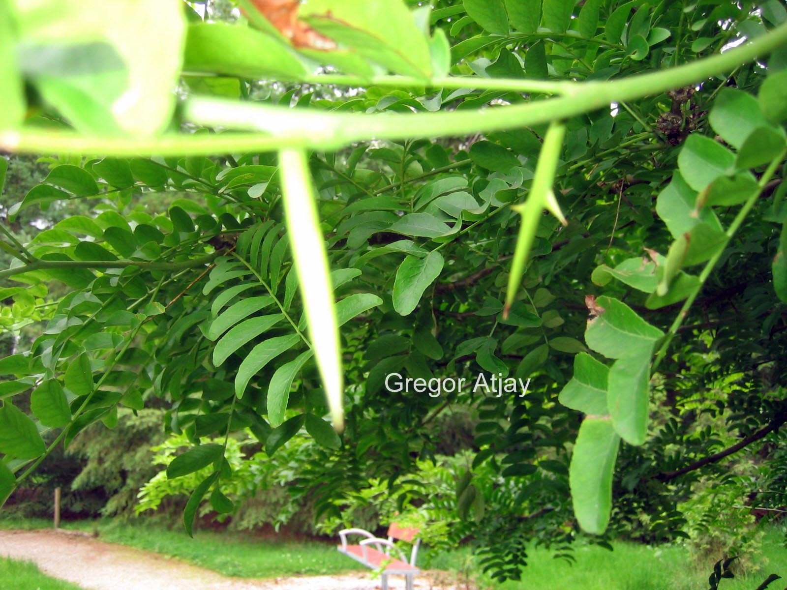 Gleditsia caspica