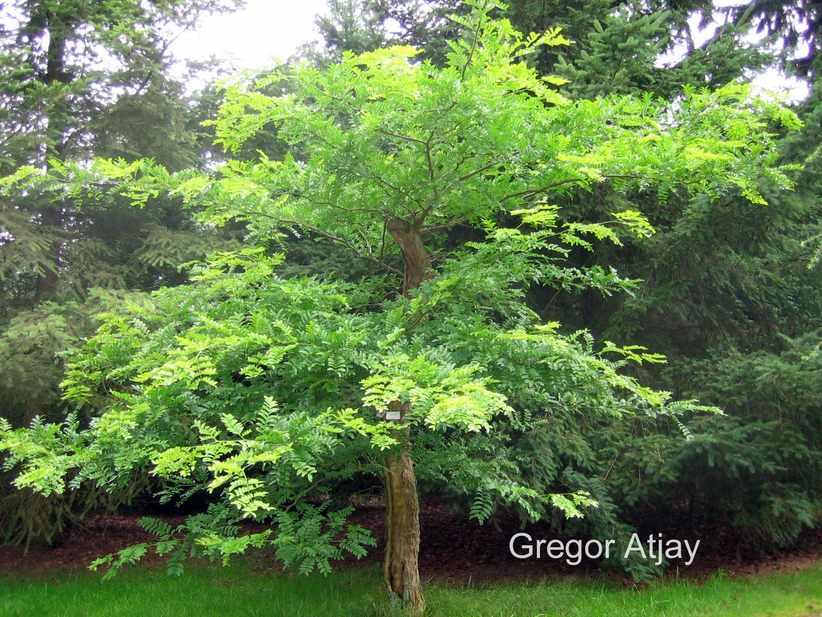 Gleditsia caspica