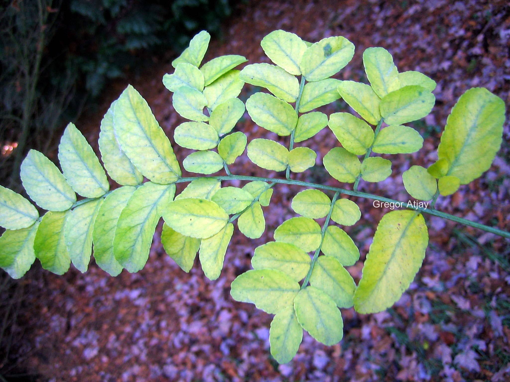 Gleditsia caspica