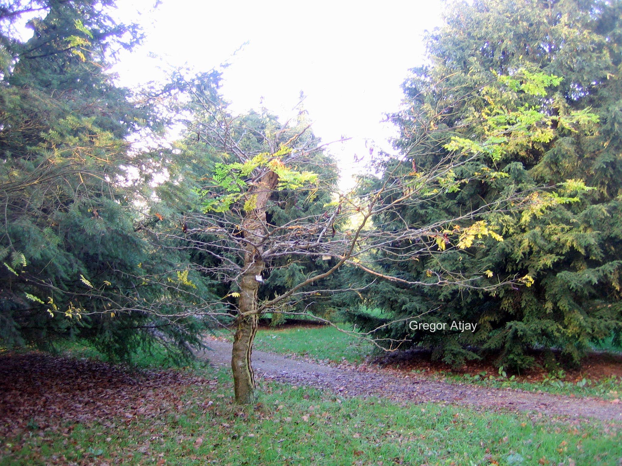 Gleditsia caspica