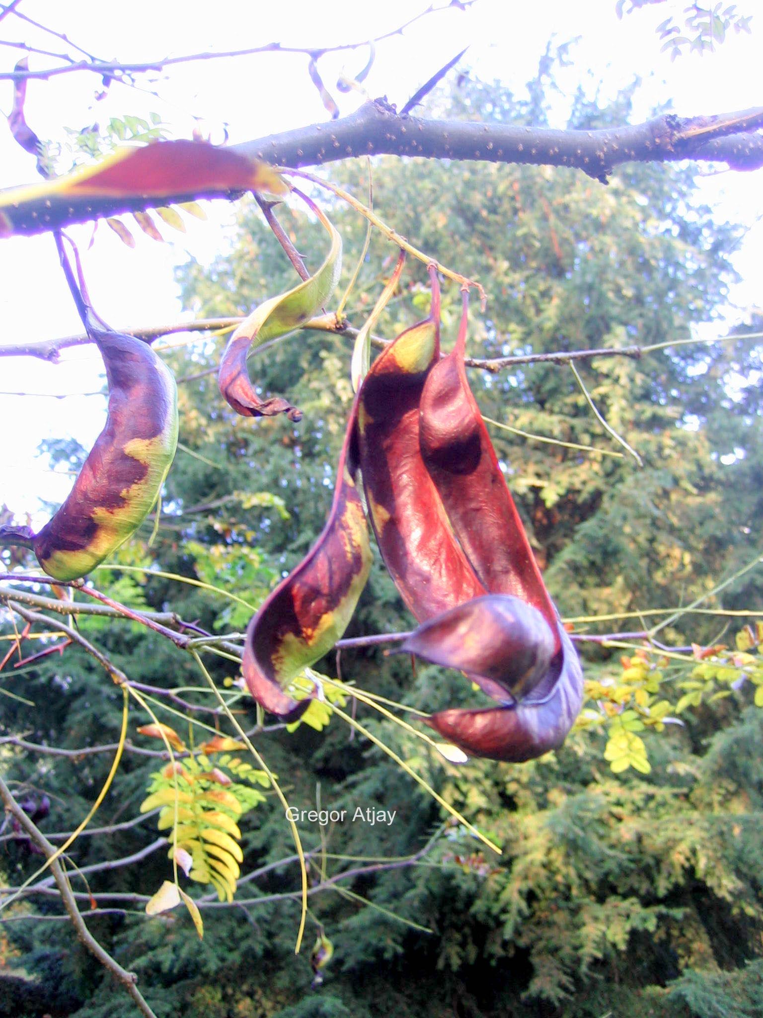 Gleditsia caspica