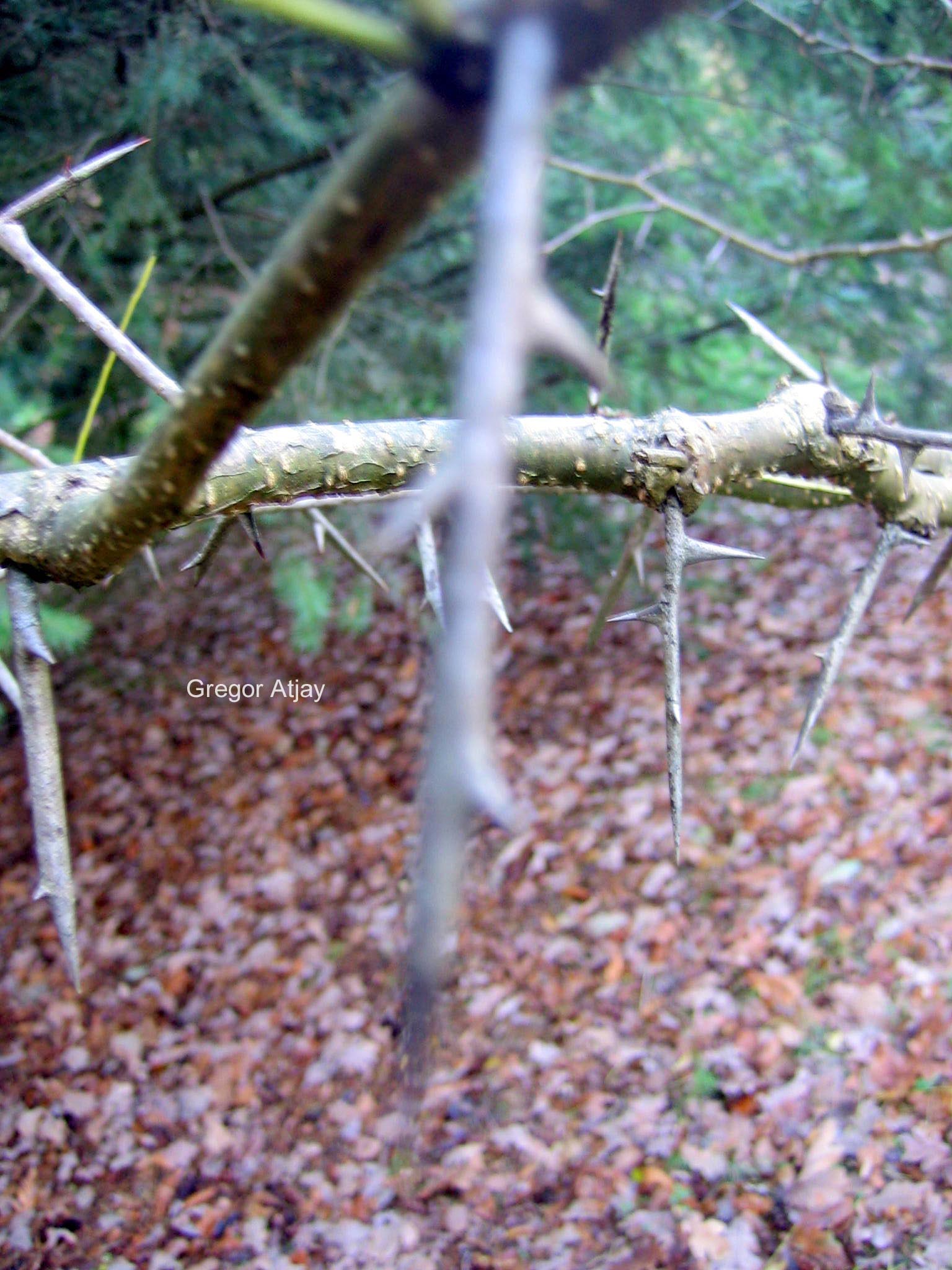 Gleditsia caspica