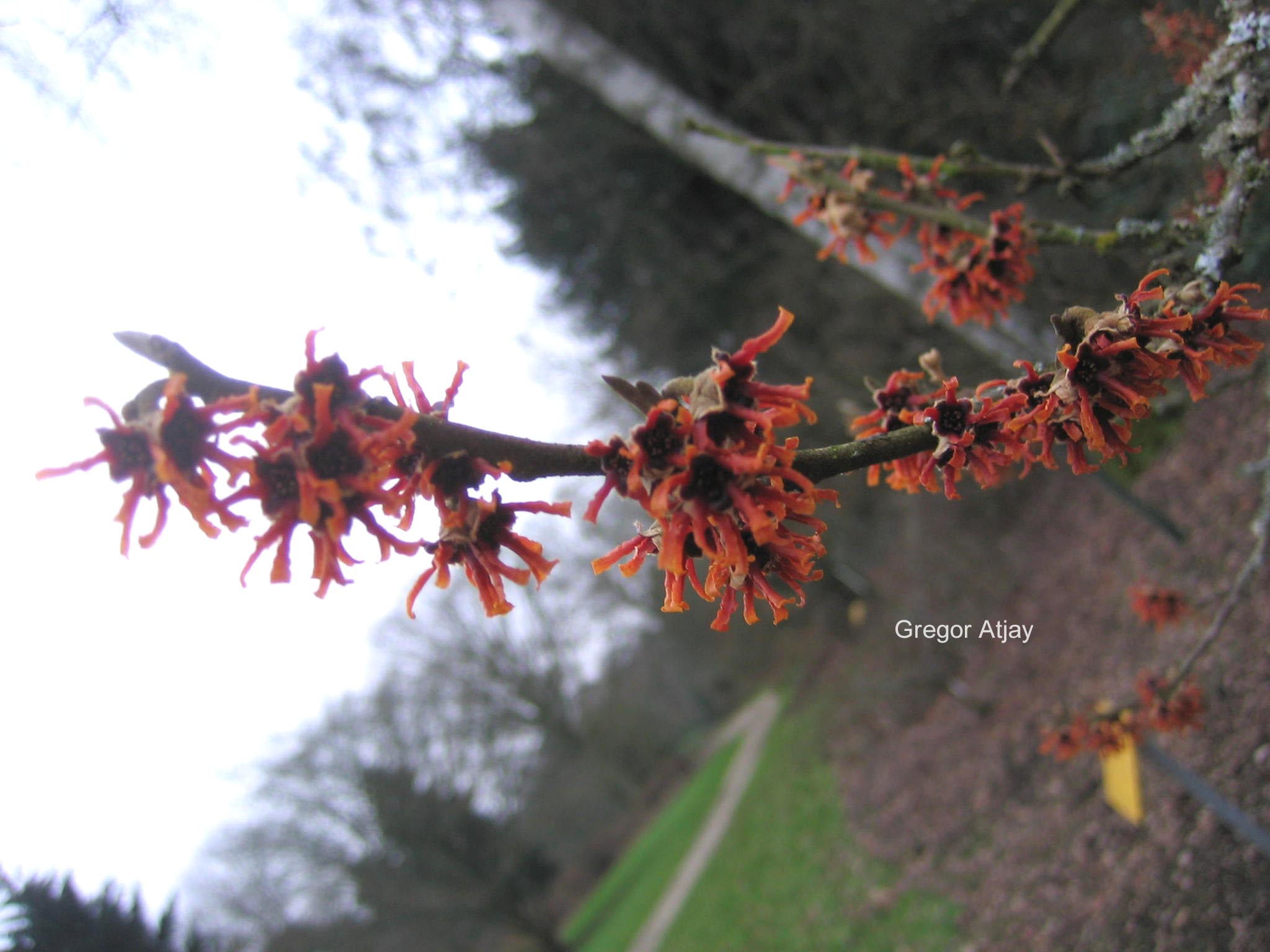 Hamamelis intermedia 'Lansing'