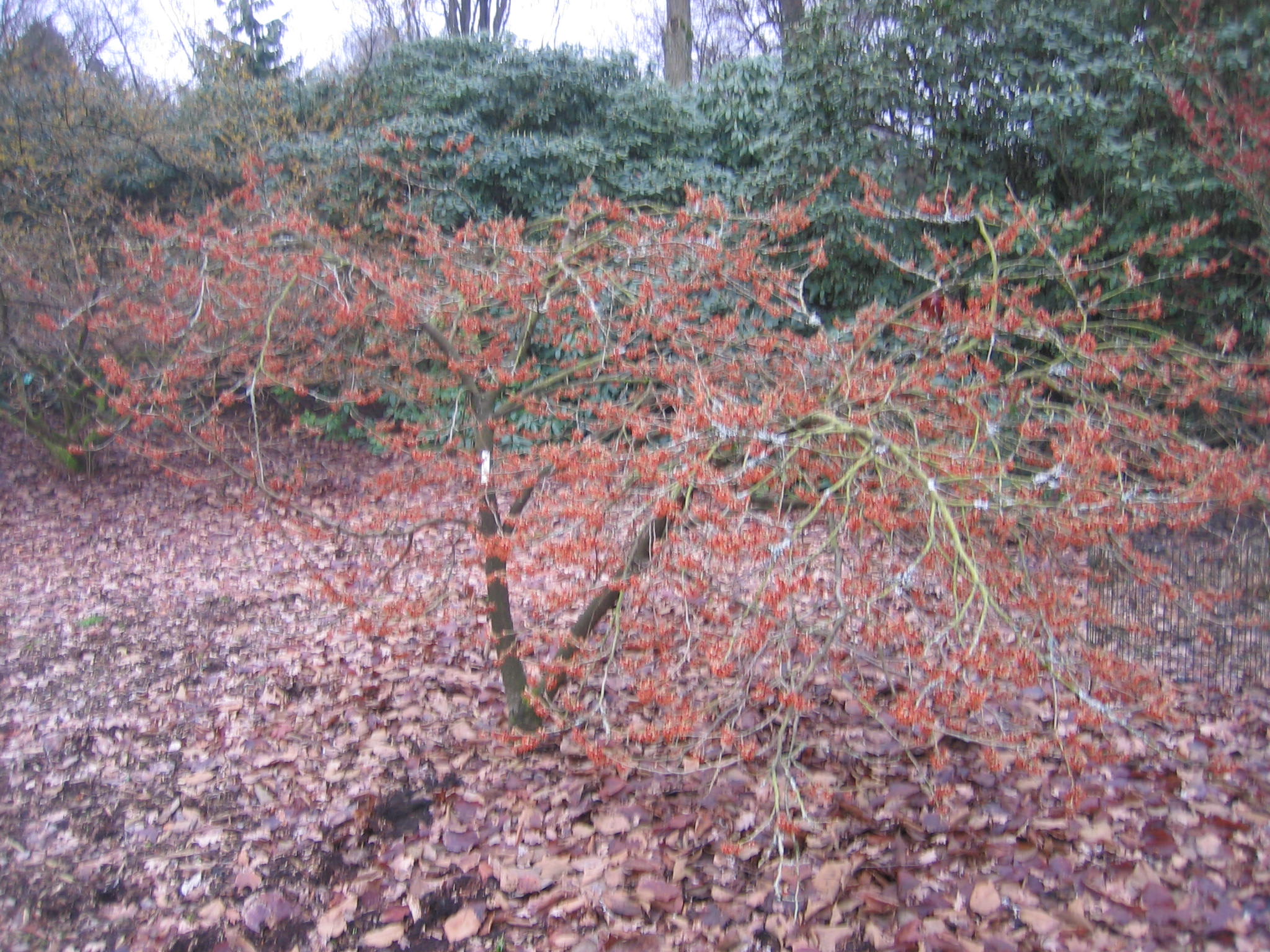 Hamamelis intermedia 'Lansing'