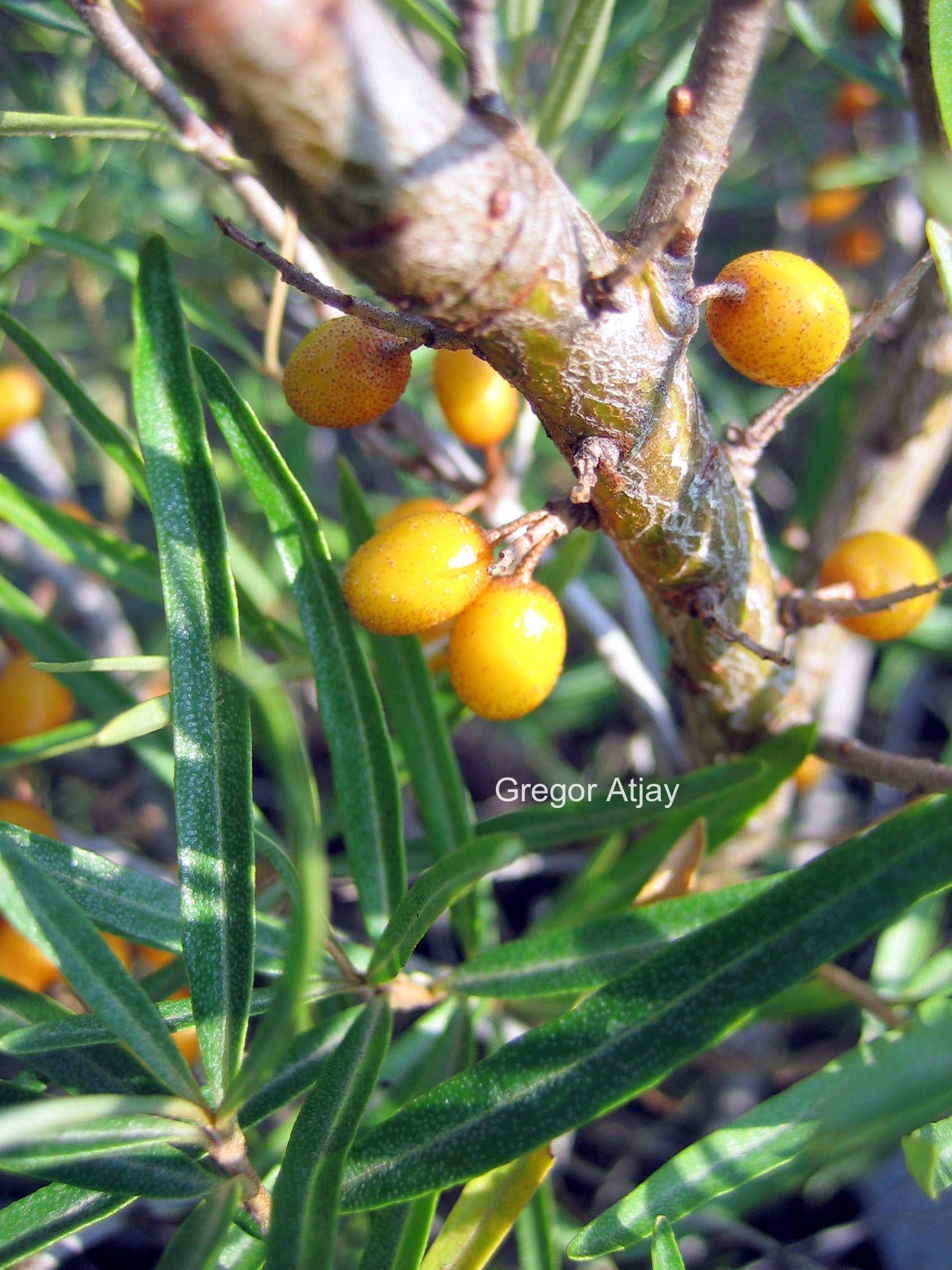 Hippophae rhamnoides 'Hergo'