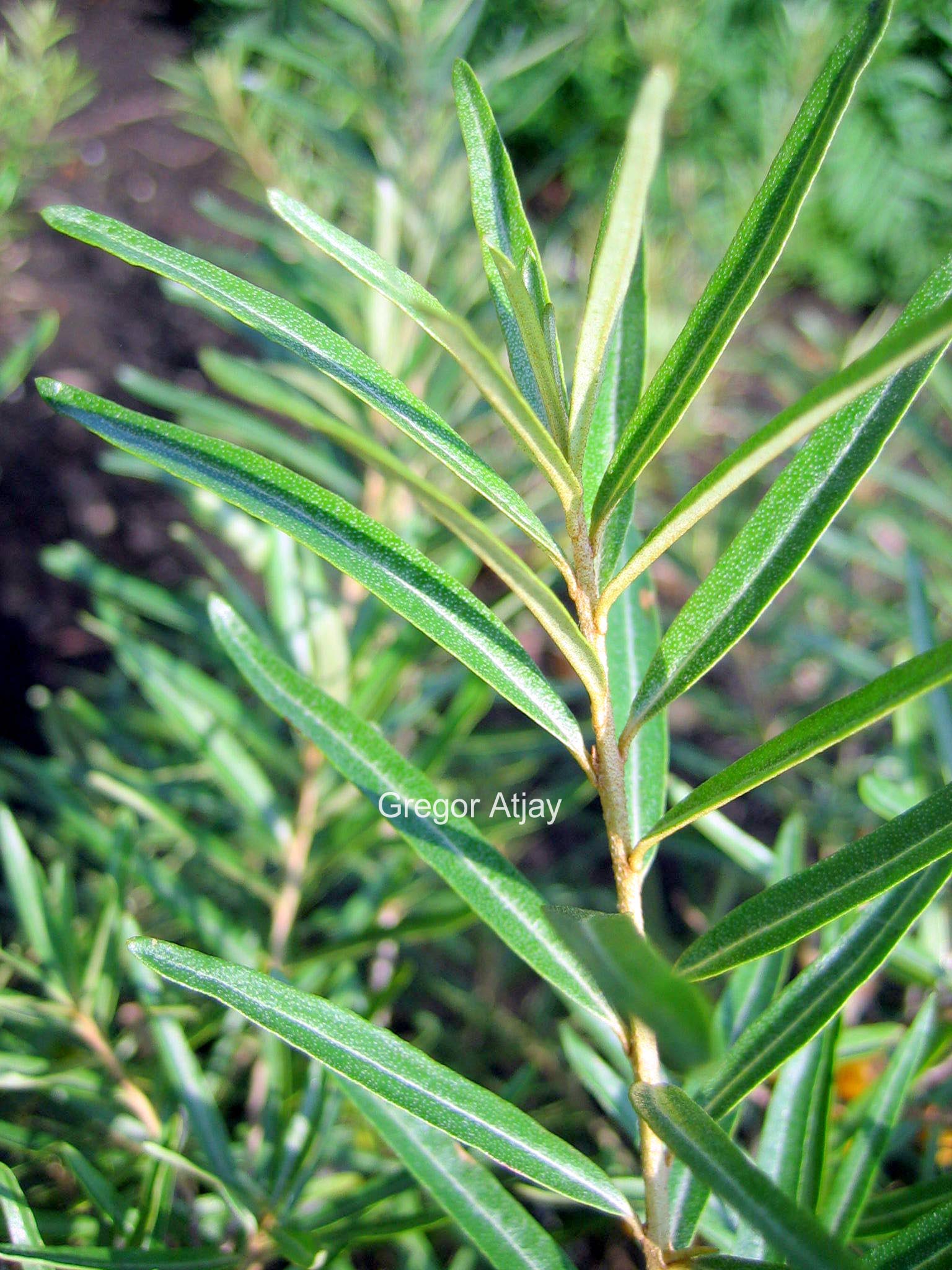 Hippophae rhamnoides 'Hergo'