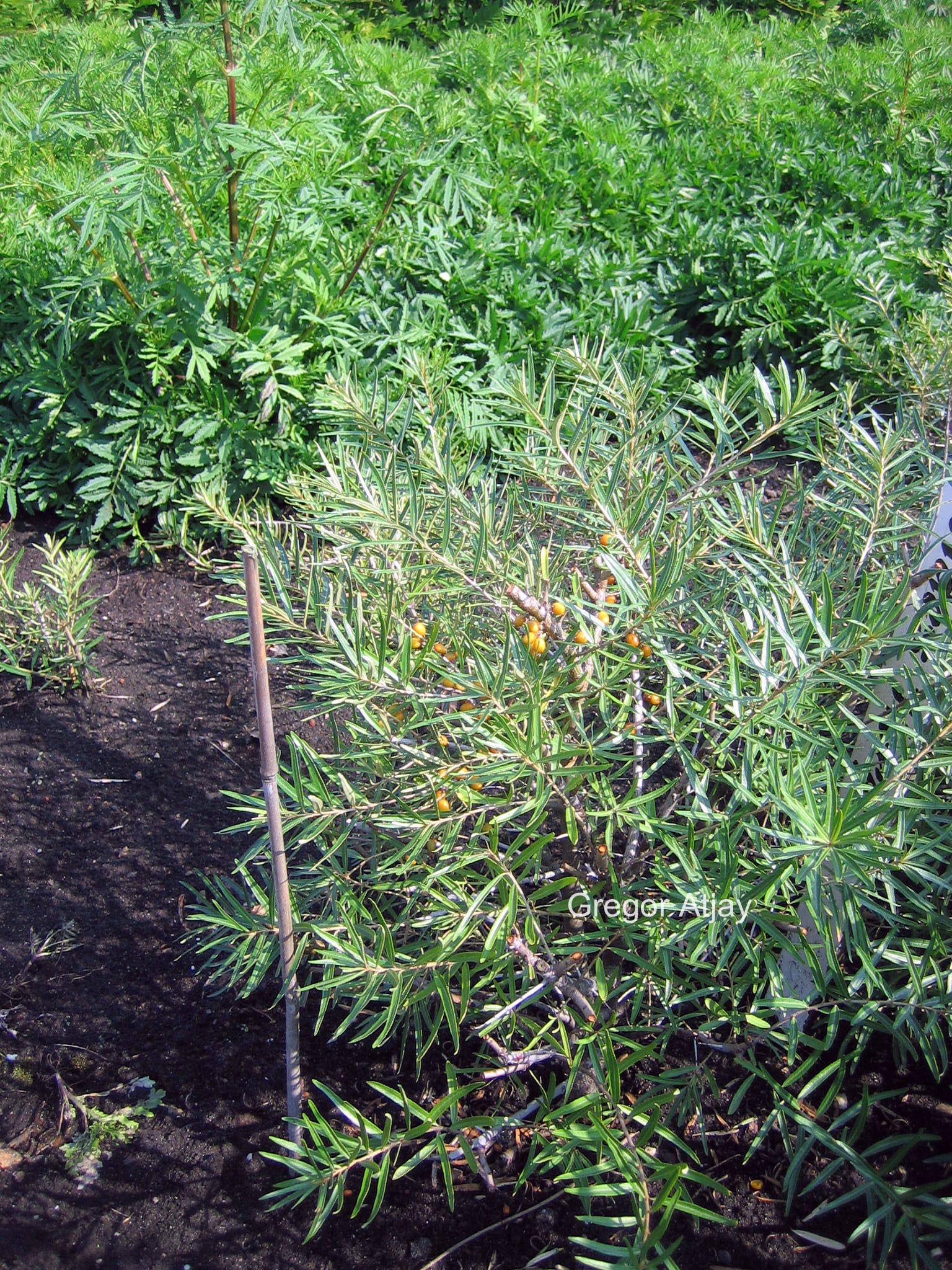 Hippophae rhamnoides 'Hergo'