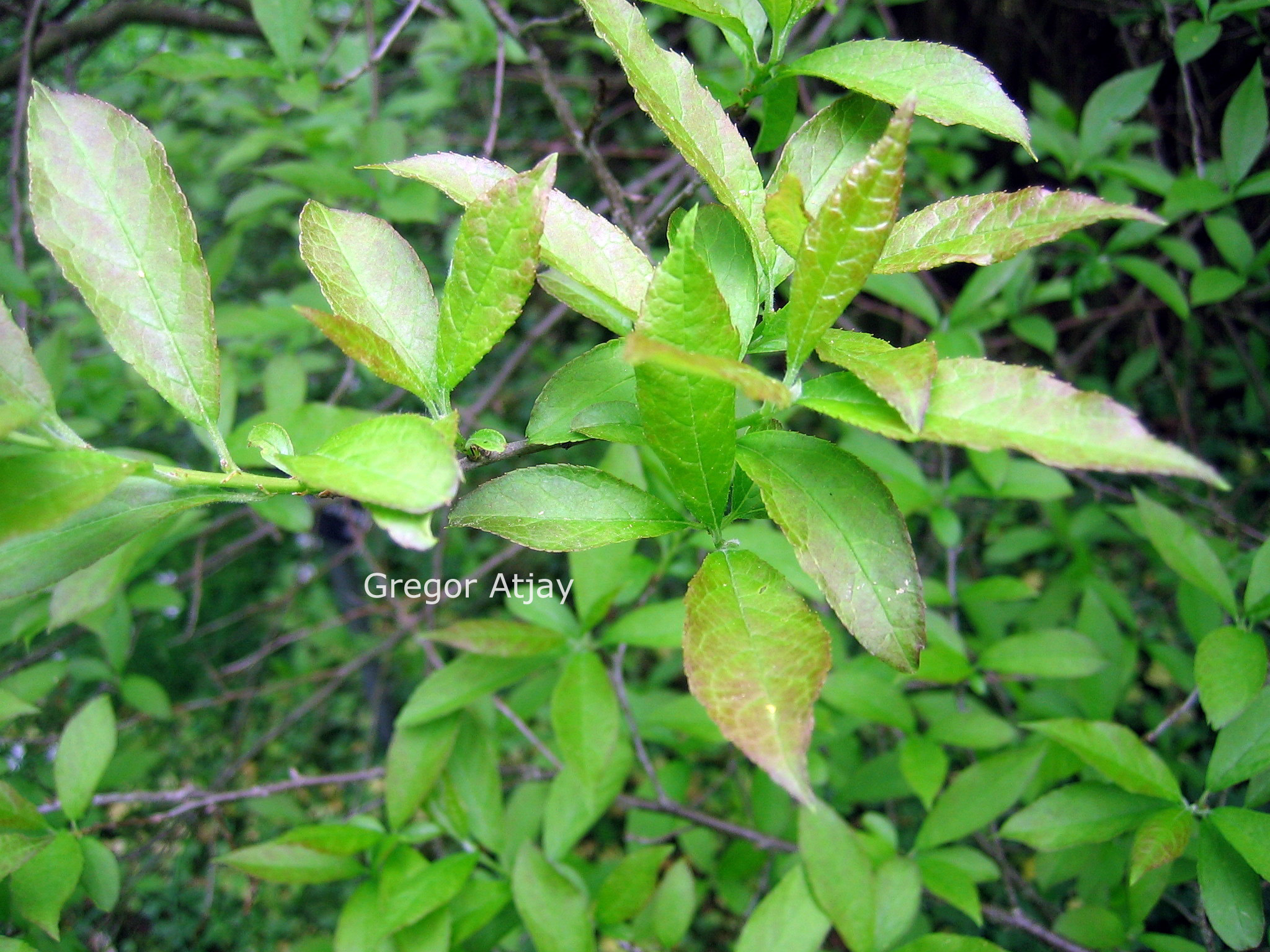 Ilex verticillata vrl.