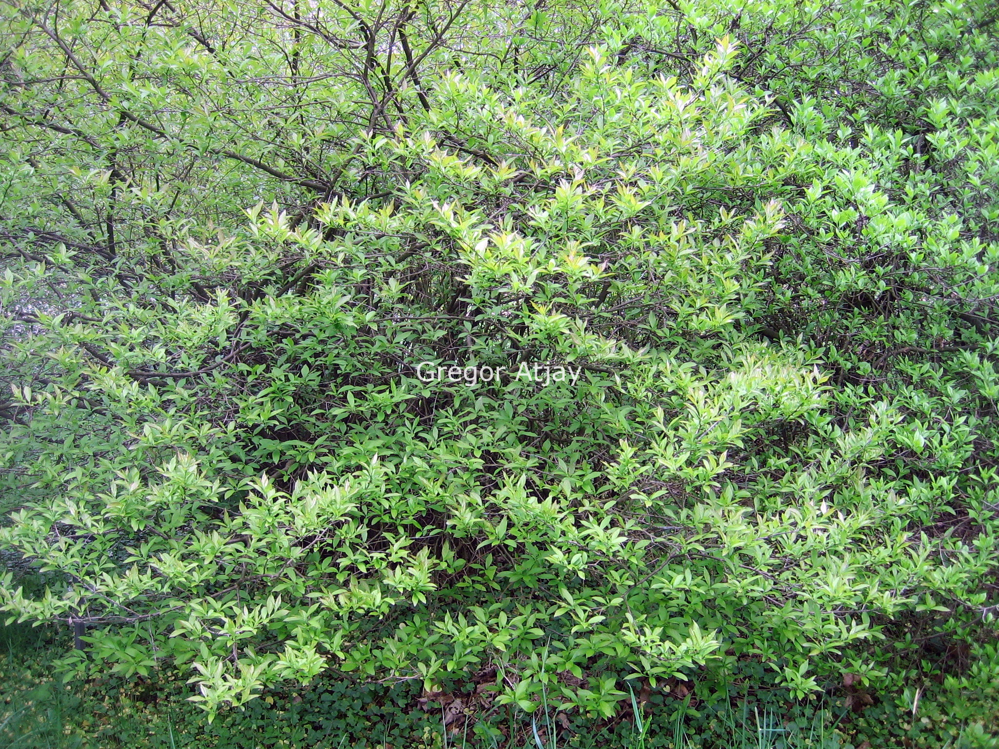 Ilex verticillata vrl.