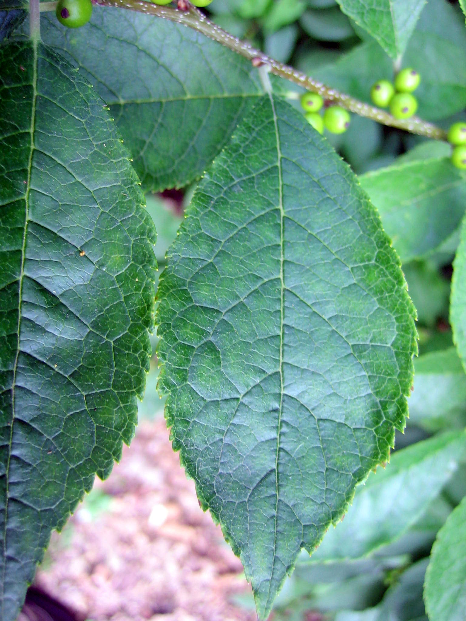 Ilex verticillata vrl.