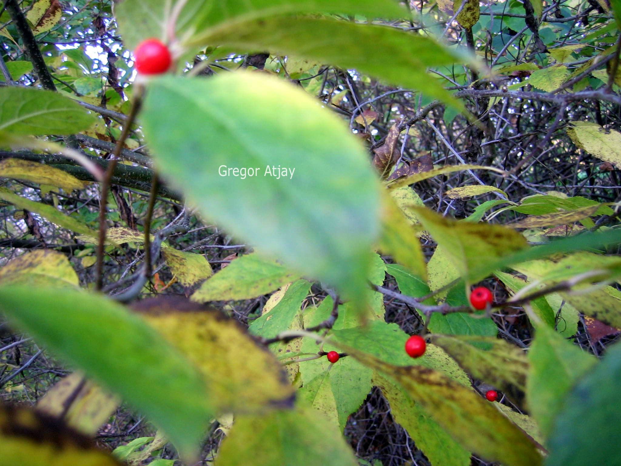 Ilex verticillata vrl.