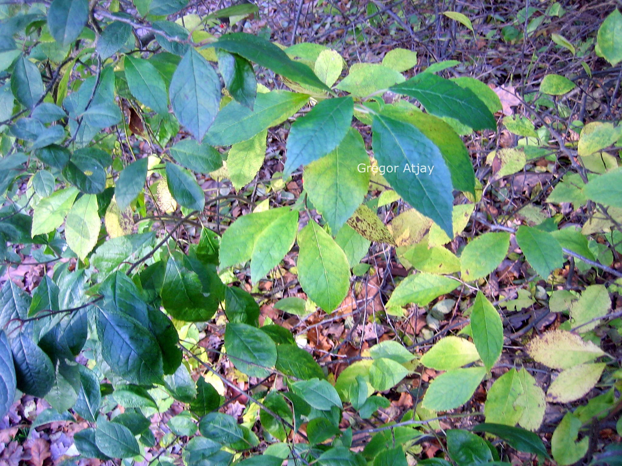 Ilex verticillata vrl.