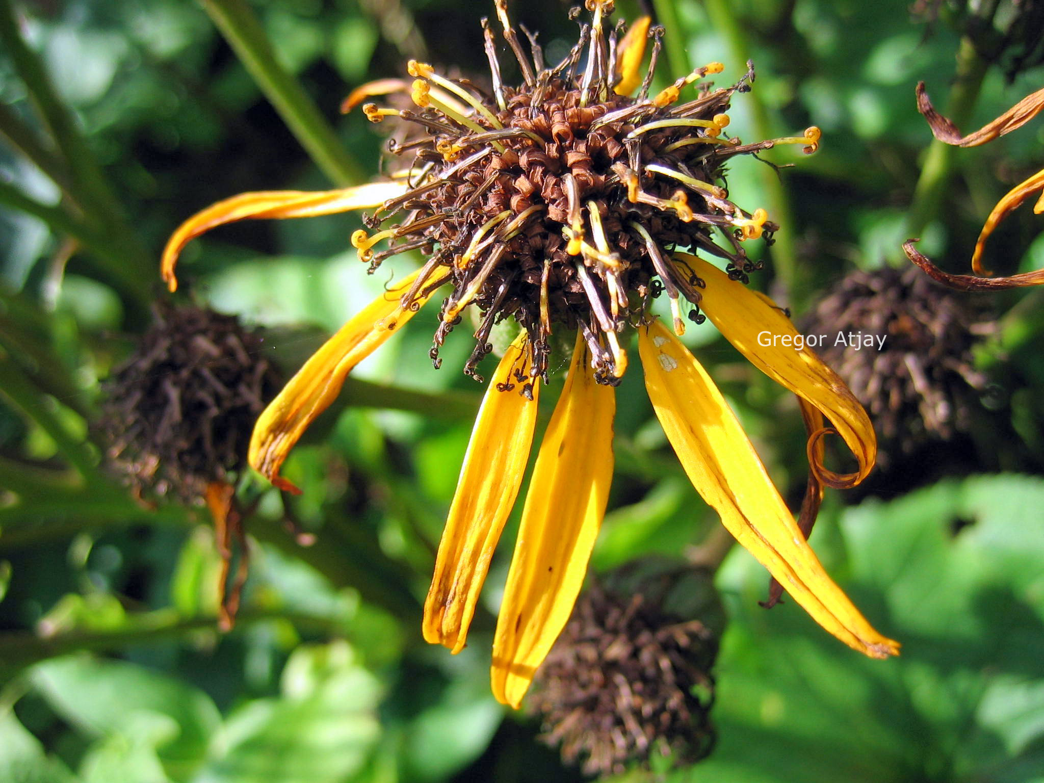 Ligularia dentata 'Othello'