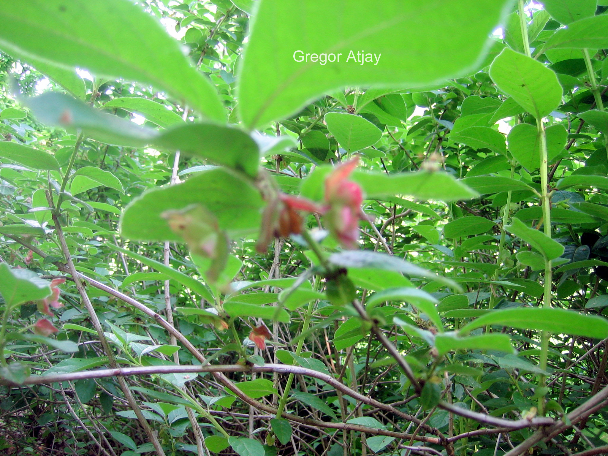 Lonicera korolkowii