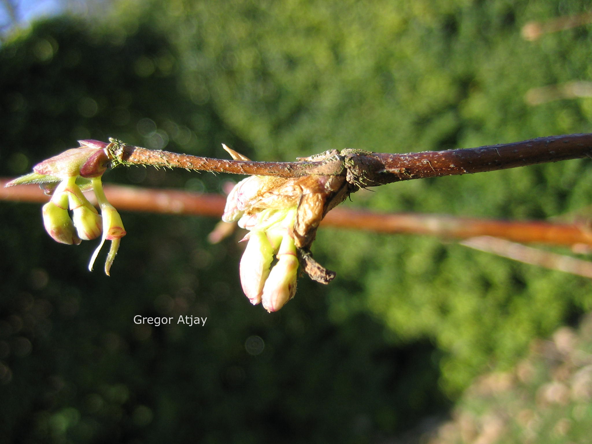 Lonicera standishii