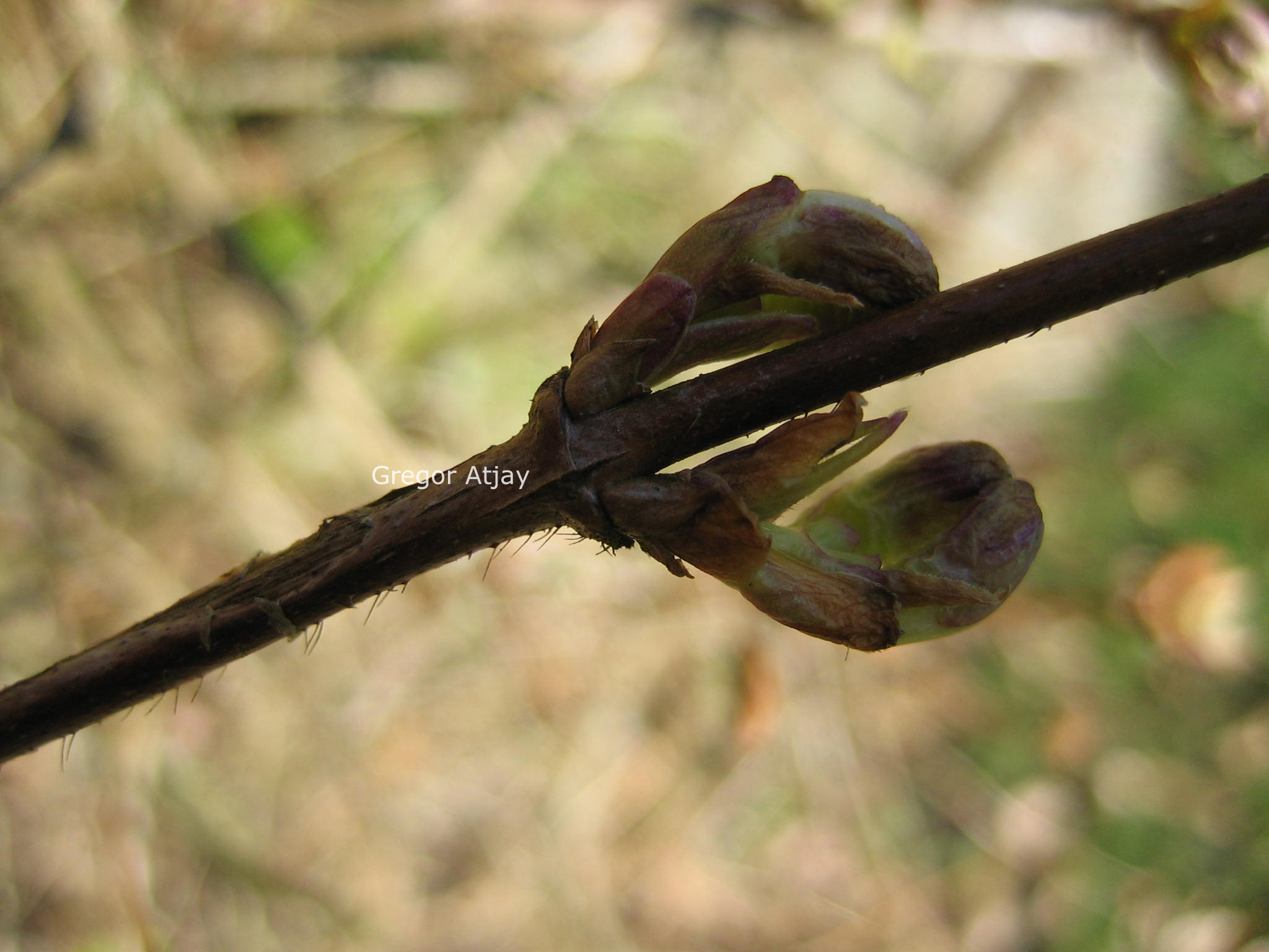 Lonicera standishii