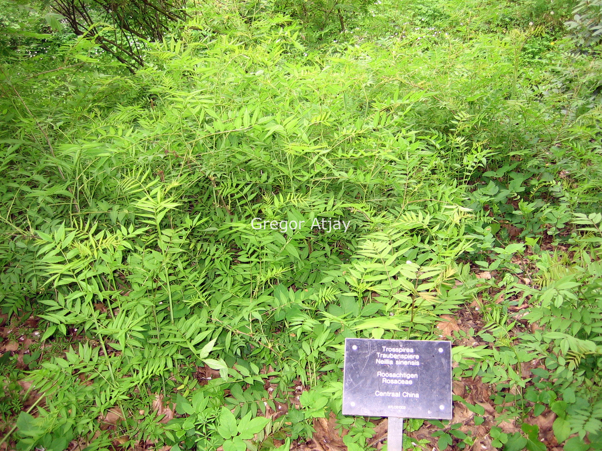 Neillia sinensis