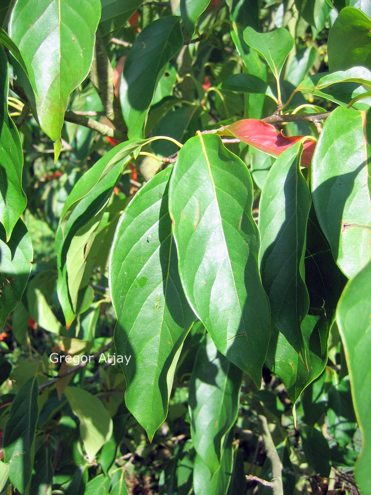 Nyssa sinensis 'Jim Russell'