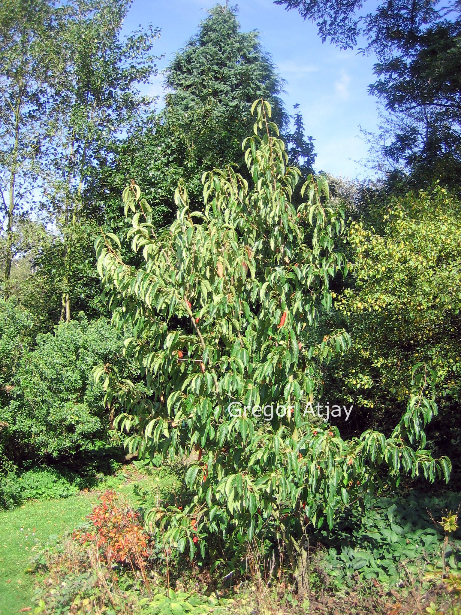 Nyssa sinensis 'Jim Russell'