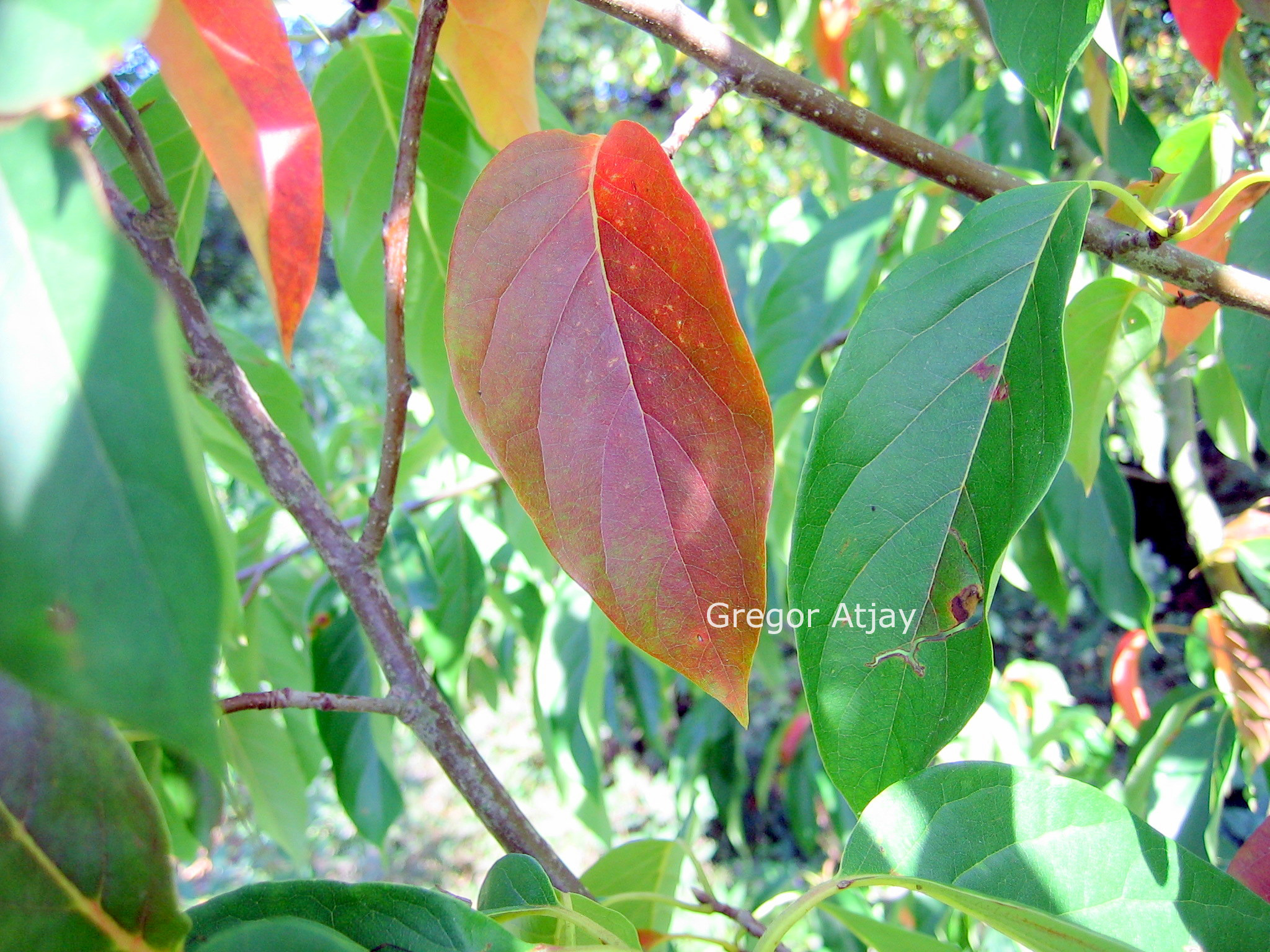 Nyssa sinensis 'Jim Russell'