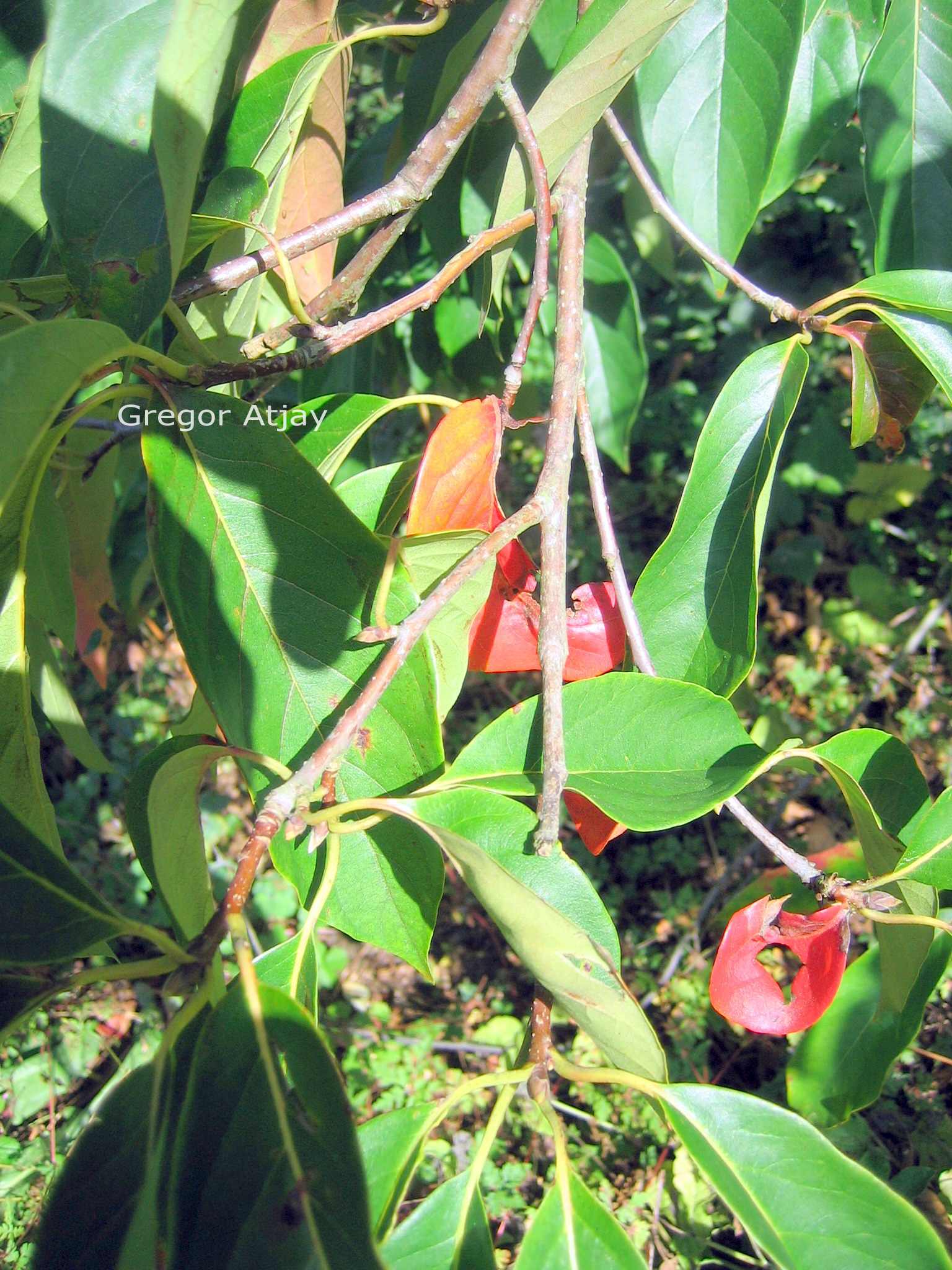 Nyssa sinensis 'Jim Russell'