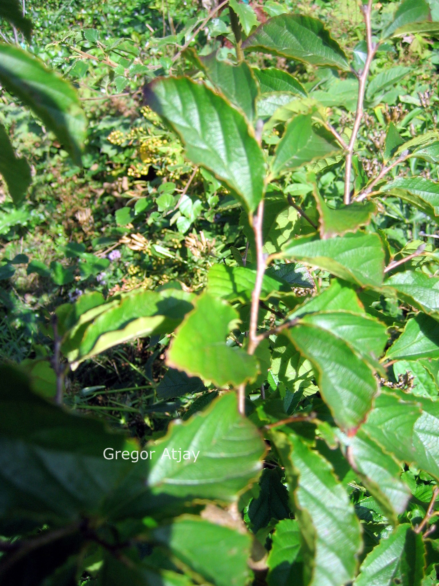 Parrotia subaequalis